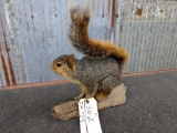 Full Body Mount Squirrel On Driftwood Base