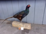 Black Pheasant Full Body Mount Vibrant Colors Unique Piece 36