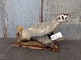 Full Body Mount Badger On Driftwood 18