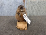 Fat Muskrat On Driftwood Base New Mount 9