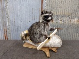 Full Body Mount Raccoon In Birch Bark Canoe 20