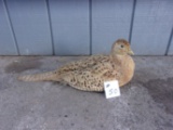 Hen Pheasant Nesting Pose Neat Mount 21