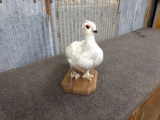 Full Body Mount Ptarmigan 11