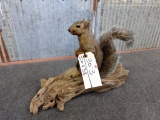 Full Body Mount Squirrel On Driftwood Base