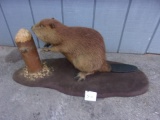 Full Body Mount Beaver On Base 33