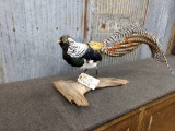 Full Body Mount Lady Amherst Pheasant On Driftwood