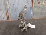 Blue Scaled Texas Quail Mount On Driftwood Base