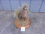 Bob White Quail On Nice Habitat Base 11