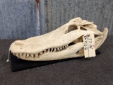 Big Alligator Skull 21