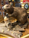 Full Body Mount Beaver On Driftwood Base 40” long 20” high 24” wide 