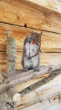 Brand new Bow hunting grey squirrel in deluxe tree stand