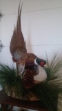 Nice Ring Neck Pheasant On Pine Habitat