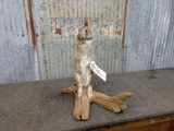 Full Body Mount Cotton Tail Rabbit On Driftwood Base Nice Mount
