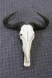 Wildebeest Skull Professionally Cleaned & Whitened 23' X 26' X 6'