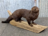 Full Body Mount Mink On Driftwood Base Nice Mount like new