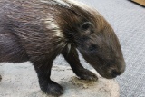 Full Body Mount African Porcupine 40