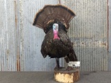 Full Body Mount Strutting Turkey Real Freeze Dried Head