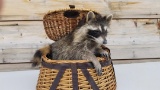 Brand New Baby Raccoon Raiding A Fishing Creel