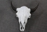 Buffalo Skull Professionally Cleaned & Whitened