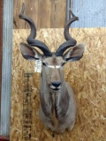 Shoulder Mount African Kudu Detachable Horns For Easy Transport