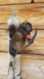 Brand New Bow Hunting Black Squirrel In A Tree 24