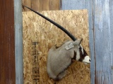 African Gemsbok Shoulder Mount Hard Right Turn Pose Good Hair