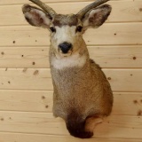 Mule Deer Shoulder Mount Upright, Head turned Left