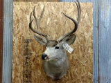 Shoulder Mount Mule Deer 5x5 