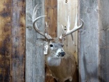 Main Frame 4 X 4 Whitetail Shoulder Mount With Droptine & Extras