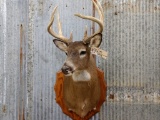 4x4 Whitetail Shoulder Mount Nice Clean Mount