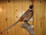 Nice Ring Neck Pheasant Wall Hanger On Driftwood 27