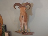 Big Heavy Horned Auodad Ram Half Body Mount 26