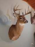 Typical ten point Whitetail Shoulder Mount