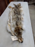 2 Soft Tanned Coyote Pelts 57