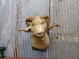 1940s-50s Vintage Rambouillet Sheep Shoulder Mount