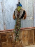 Full Body Mount Peacock 62