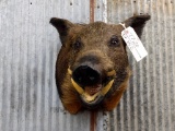 Shoulder Mount Wild Boar 16