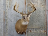 Shoulder Mount Whitetail Flehmen Pose Reproduction Antler