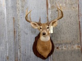 160 Class Whitetail Shoulder Mount Older Mount Nice Antler