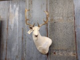 Shoulder Mount White Fallow Deer good hair Horns have nice character