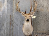 Shoulder Mount Fallow Deer Nice Mount 42