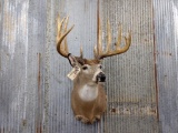Shoulder Mount Whitetail Reproduction Antler Nice Mount