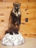 NEW MOUNT Huge Male Wolverine Full Body Mount Loud Markings