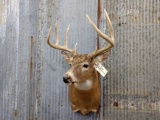 Shoulder Mount Whitetail 4x4 