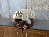 NICE Full Body Mount Badger On Light Weight Habitat Base extra
