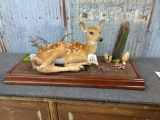 NICE Full Body Mount Whitetail Fawn On Habitat Base