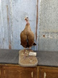 Full Body Mount Bearded Hen Turkey In Habitat Base Nice Mount