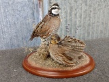 Male & Female Quail Mount Female Is Preening Her Feathers Neat Mount