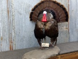 NICE Full Body Mount Turkey In Full Strut Pose 37