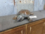 Full Body Mount Snapping Turtle Can Be Used As A Table Top